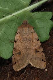 Attēlu rezultāti vaicājumam “Agrochola litura imago”