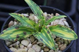 Attēlu rezultāti vaicājumam “Dactylorhiza maculata leaf”