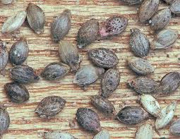 Attēlu rezultāti vaicājumam “Setaria viridis fruit”