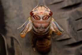 Attēlu rezultāti vaicājumam “Prociphilus xylostei”