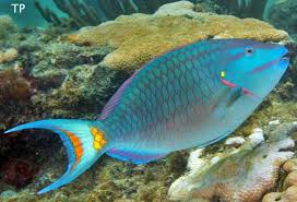 Image result for Sparisoma amplum