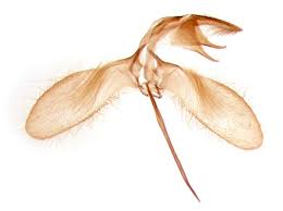 Attēlu rezultāti vaicājumam “Monopis weaverella”