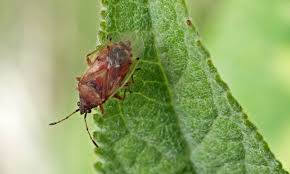 Attēlu rezultāti vaicājumam “Kleidocerys resedae”