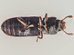 Attēlu rezultāti vaicājumam “Bitoma crenata”