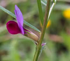 Attēlu rezultāti vaicājumam “Vicia angustifolia leaf”