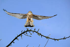 Attēlu rezultāti vaicājumam “Falco tinnunculus adult”