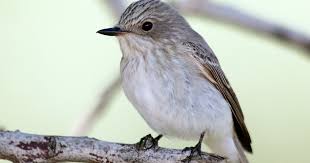 Attēlu rezultāti vaicājumam “Muscicapa striata juvenile”