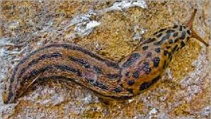 Attēlu rezultāti vaicājumam “Limax maximus”