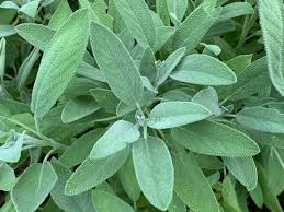 Image result for Salvia officinalis