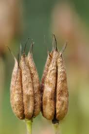 Attēlu rezultāti vaicājumam “Aquilegia vulgaris bud”