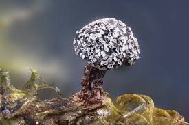 Attēlu rezultāti vaicājumam “Physarum bivalve spores”