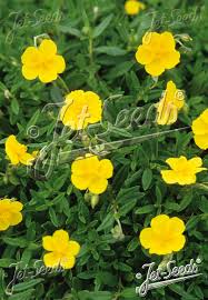 Attēlu rezultāti vaicājumam “Helianthemum nummularium”