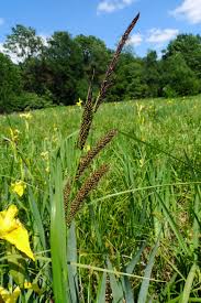 Attēlu rezultāti vaicājumam “Carex paniculata”