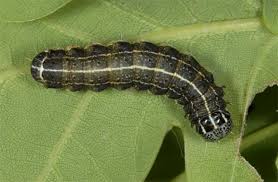 Attēlu rezultāti vaicājumam “Orthosia sp. larva”