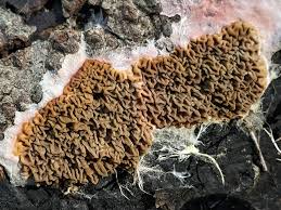 Attēlu rezultāti vaicājumam “Didymium serpula”