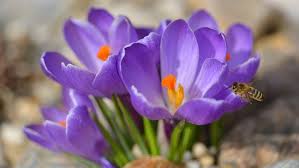 Image result for Herbstzeitlose