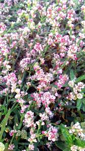 Attēlu rezultāti vaicājumam “Polygonum aviculare flower”