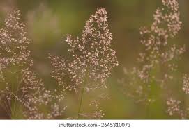 Attēlu rezultāti vaicājumam “Holcus lanatus  flower”