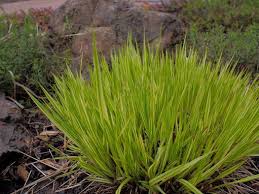 Attēlu rezultāti vaicājumam “Molinia caerulea leaf”