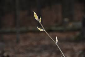 Attēlu rezultāti vaicājumam “Armeria vulgaris bud”
