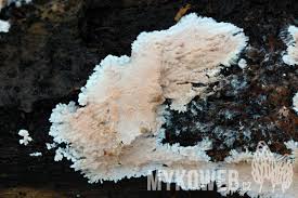 Attēlu rezultāti vaicājumam “Corticium roseum”