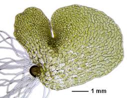 Attēlu rezultāti vaicājumam “Leiocolea rutheana sporophyte”