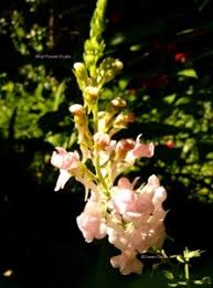 Attēlu rezultāti vaicājumam “Linaria loeselii flower”
