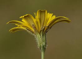 Attēlu rezultāti vaicājumam “Leontodon hispidus”