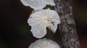 Attēlu rezultāti vaicājumam “Mucronella bresadolae”