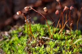 Attēlu rezultāti vaicājumam “Pogonatum urnigerum macro”