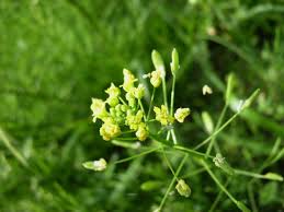 Attēlu rezultāti vaicājumam “Draba nemorosa fruit”