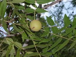 Attēlu rezultāti vaicājumam “Juglans x sinensis fruit”