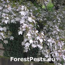 Attēlu rezultāti vaicājumam “Sawadaea tulasnei”