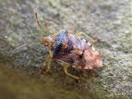 Attēlu rezultāti vaicājumam “Elasmucha grisea”