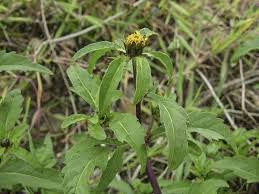 Attēlu rezultāti vaicājumam “Bidens tripartita flower”