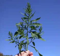 Image result for Chenopodium ambrosioides