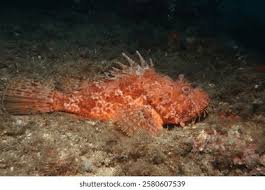 Image result for Scorpaena scrofa