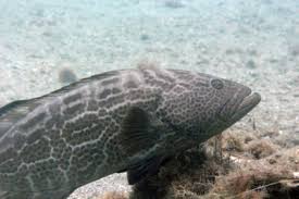 Image result for Mycteroperca rubra