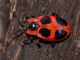 Attēlu rezultāti vaicājumam “Endomychus coccineus”