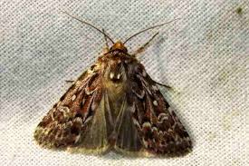 Attēlu rezultāti vaicājumam “Lycophotia porphyrea”