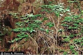 Attēlu rezultāti vaicājumam “Menziesia ferruginea”