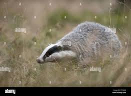 Attēlu rezultāti vaicājumam “Meles meles adult”