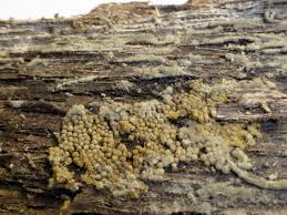 Attēlu rezultāti vaicājumam “Trichia scabra”