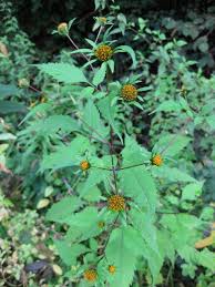 Attēlu rezultāti vaicājumam “Bidens frondosa”