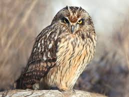 Attēlu rezultāti vaicājumam “Asio flammeus”