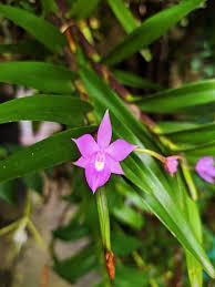 Attēlu rezultāti vaicājumam “Diderma ochraceum young”
