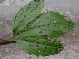 Attēlu rezultāti vaicājumam “Eupatorium cannabinum leaf”