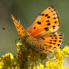 Attēlu rezultāti vaicājumam “Lycaena alciphron female”
