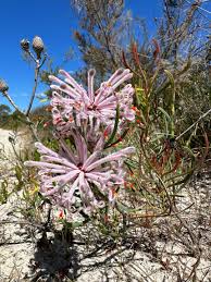 Attēlu rezultāti vaicājumam “Symphytocarpus flaccidus”