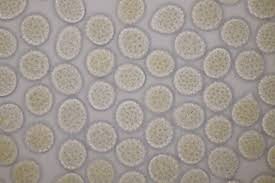 Attēlu rezultāti vaicājumam “Symphytocarpus impexus spores”